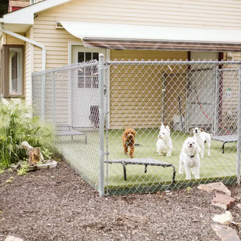 The Pet Spa & Resort Small Dog Daycare. A few dogs playing outside in a fenced designated area.